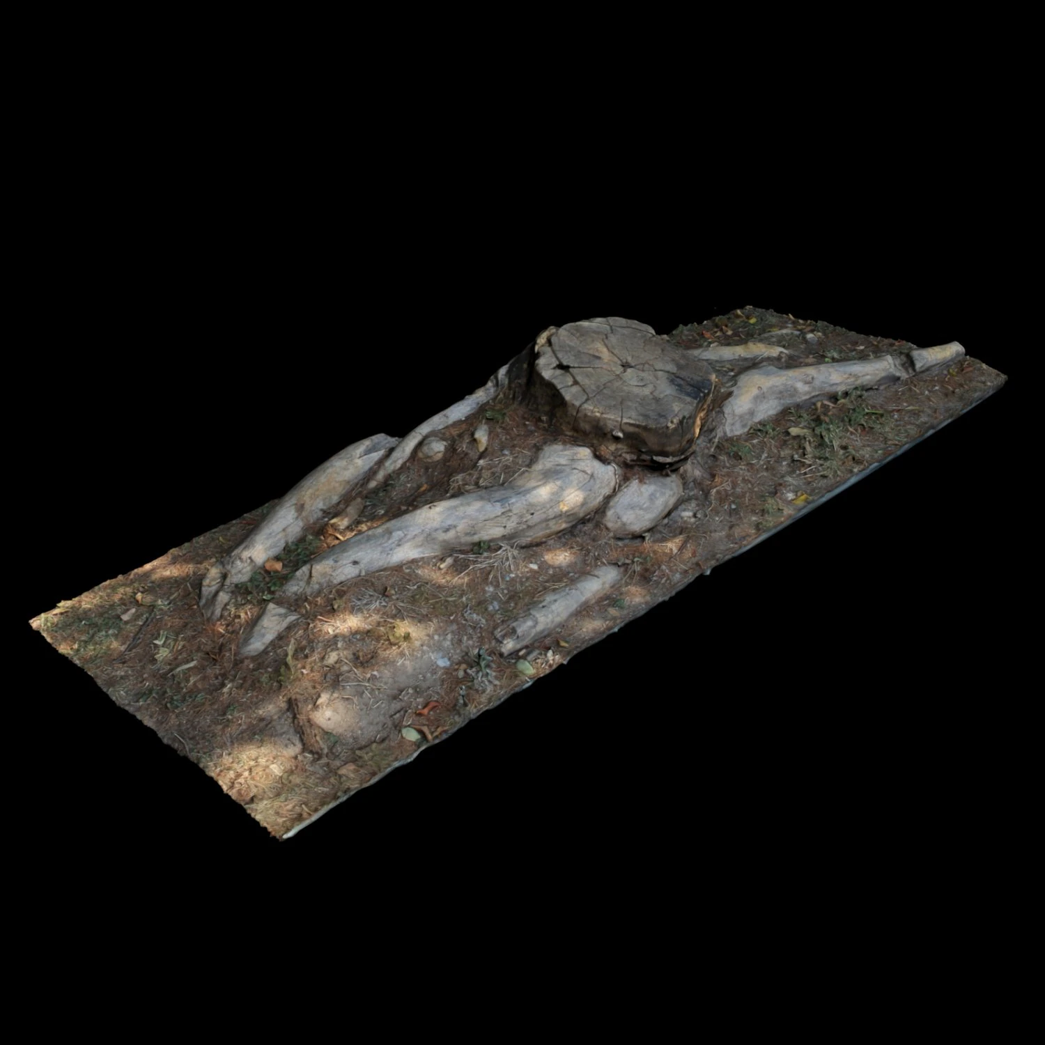 trunk 3D Model .c4d .max .obj .3ds .fbx .stl .blend 