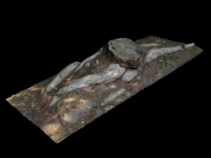 trunk 3D Model
