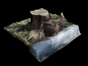 trunk 3D Model