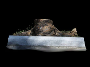 trunk 3D Model