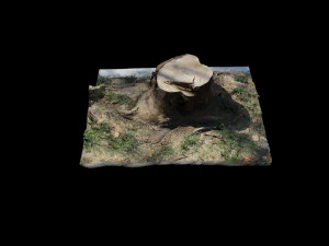 trunk 3D Model