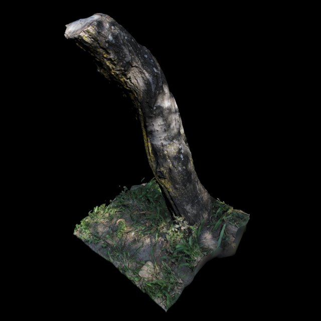 trunk 3D Model .c4d .max .obj .3ds .fbx .stl .blend 