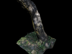 trunk Modelo 3D