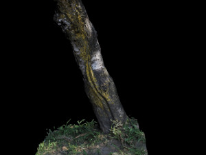 trunk 3D Model