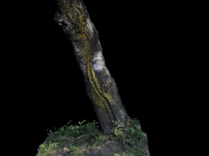 trunk 3D Model