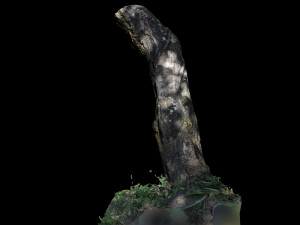 trunk 3D Model