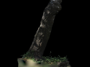 trunk 3D Model