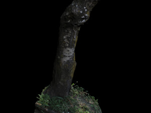 trunk 3D Model
