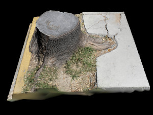 trunk 3D Model