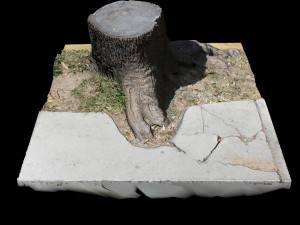 trunk 3D Model
