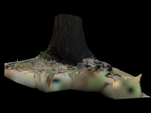 trunk 3D Model