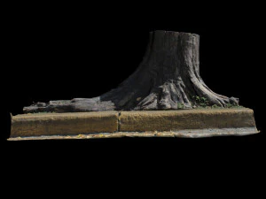 trunk 3D Model