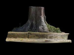 trunk 3D Model