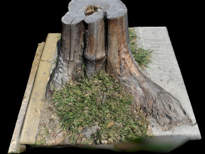 trunk Model 3D