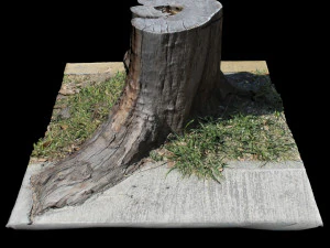 trunk 3D Model