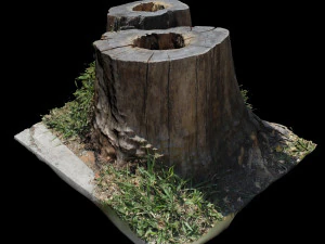 trunk 3D Model