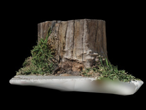 trunk 3D 模型