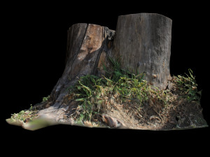 trunk 3D 模型