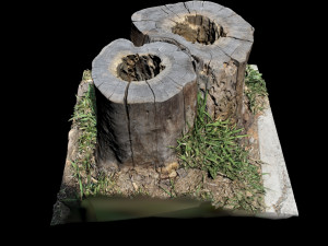 trunk 3D 模型