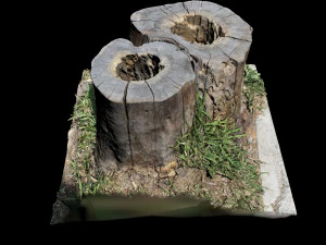 trunk 3D Model