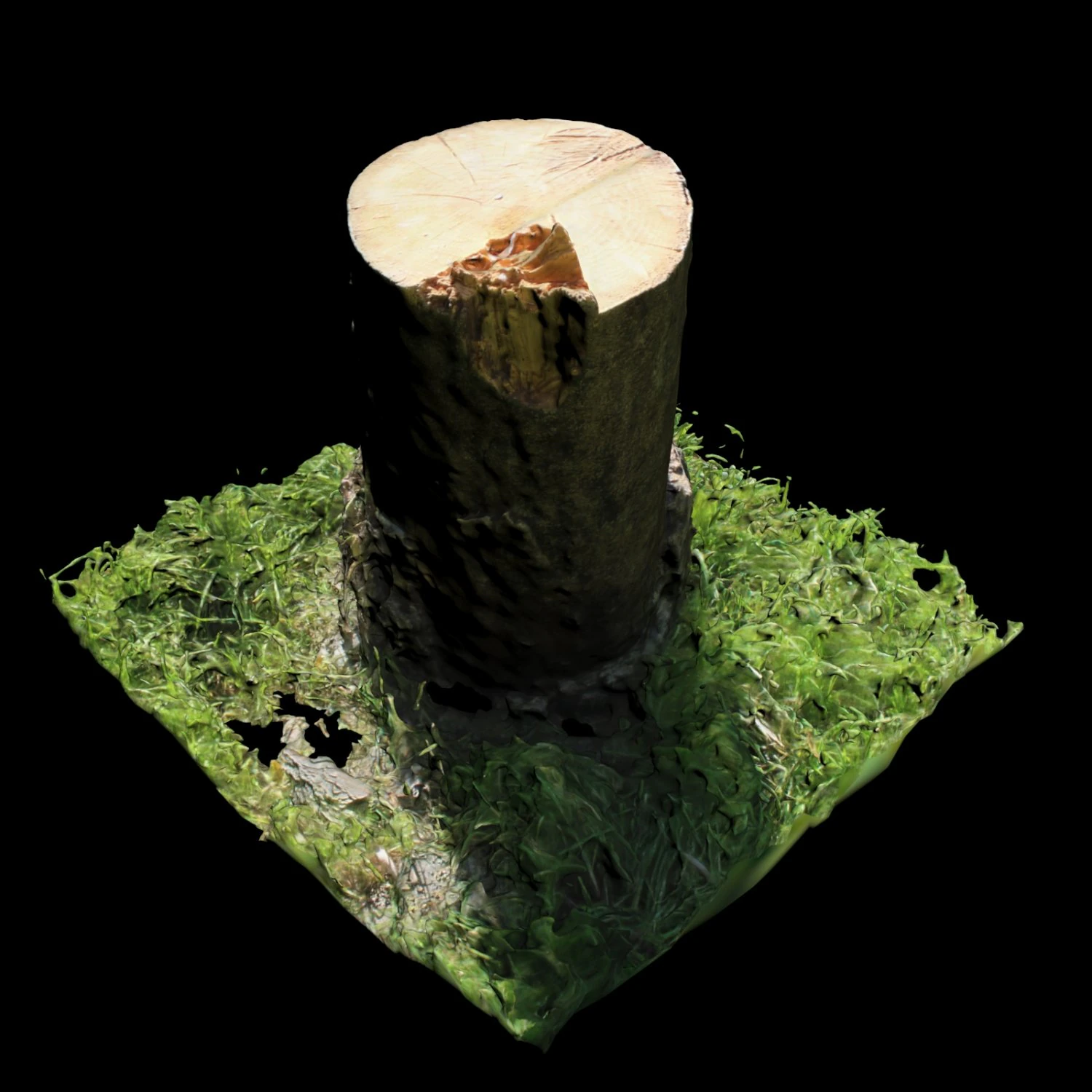 trunk 3D Model .c4d .max .obj .3ds .fbx .stl .blend 