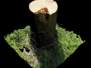 trunk Modelo 3D