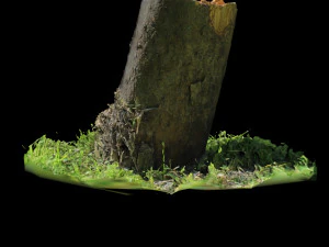 trunk 3D Model