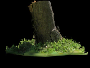 trunk 3D Model