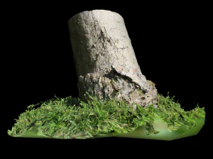 trunk 3D Model