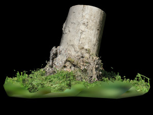 trunk 3D Модель