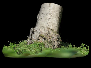 trunk 3D Model