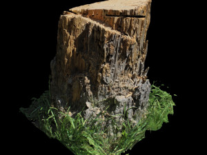 trunk 3D Model