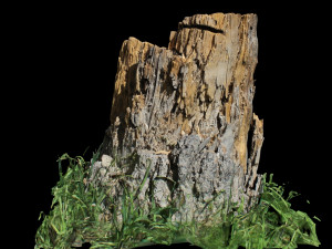 trunk 3D Model