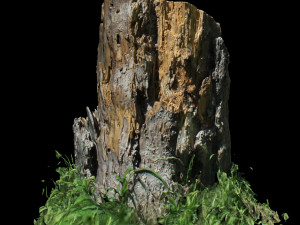 trunk 3D Model