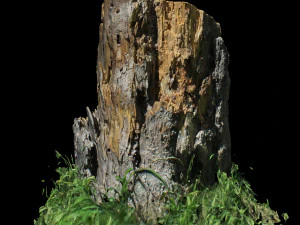 trunk 3D Model