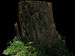 trunk 3D Model