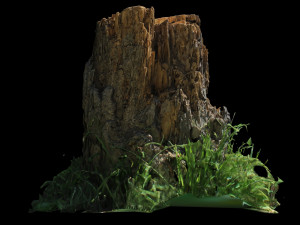 trunk 3D Model