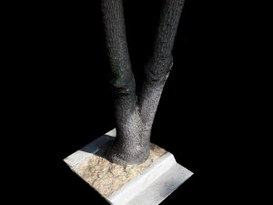 tree 3D Model