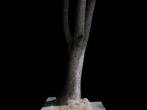 tree Modèle 3D
