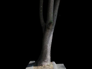 tree 3D Model