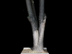 tree Modèle 3D