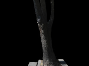 tree Modèle 3D