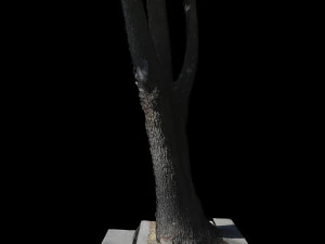 tree 3D Model