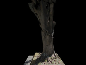 tree Model 3D