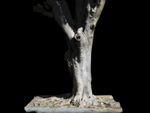 tree Model 3D