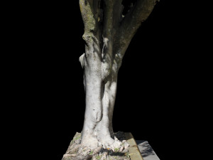 tree Model 3D