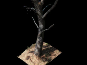 tree 3D Model