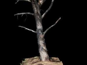 tree Modèle 3D
