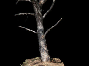 tree 3D Model