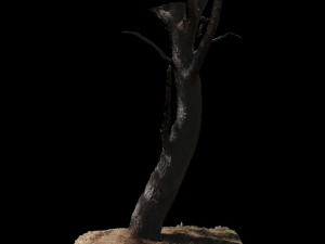 tree Modèle 3D